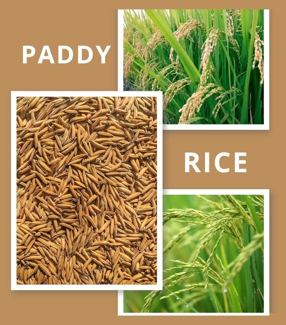 Collage showing stages of paddy rice from green fields to harvested grains