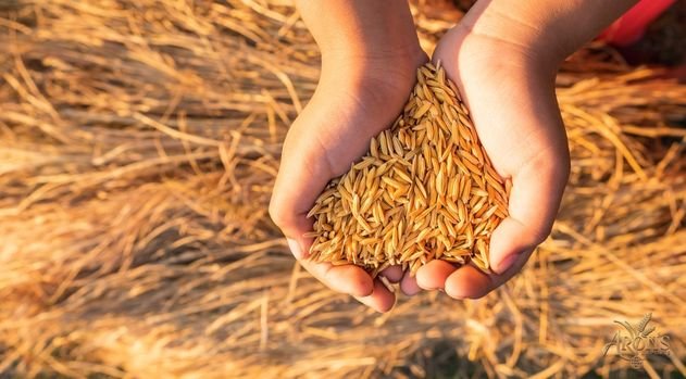 Global Varieties of Paddy Rice