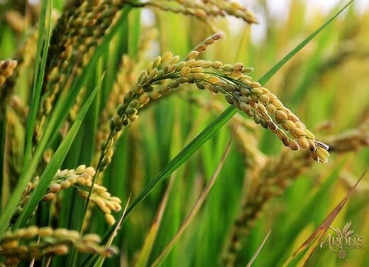 Trusted Rice Supplier