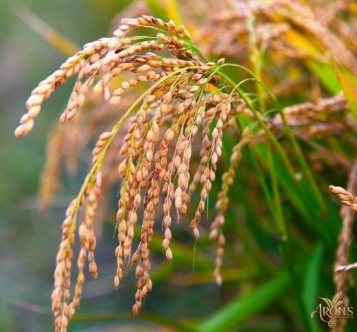 Premium Rice Quality