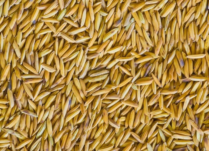 Close-up view of unprocessed rice grains with husks