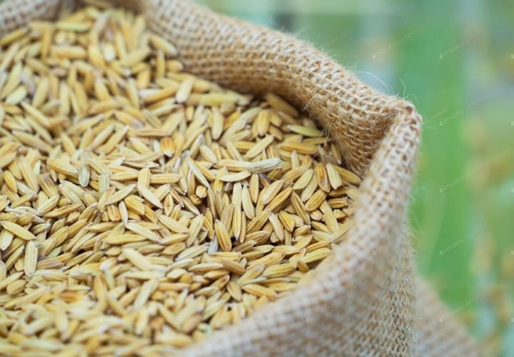 Farmer harvesting ripe paddy rice in a field – traditional organic rice farming