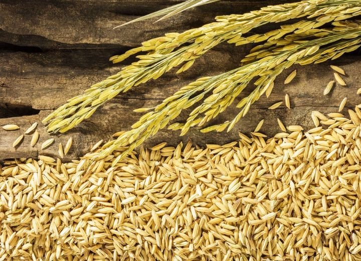 Golden paddy rice stalks in field – organic crop ready for harvest