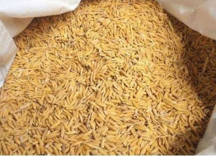 Bulk organic paddy rice stored in a sack – ready for milling and export