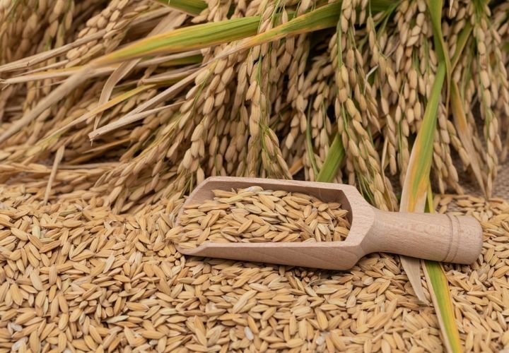 Sun-drying harvested paddy rice – traditional method of organic rice processing