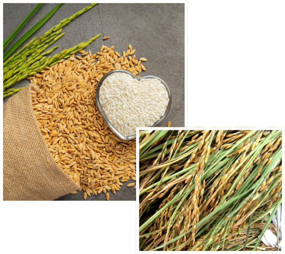 Paddy rice and polished white rice with fresh rice stalks, symbolizing quality rice production from farm to table