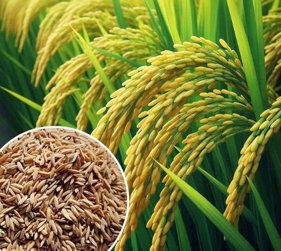 Paddy rice and polished white rice with fresh rice stalks, symbolizing quality rice production from farm to table