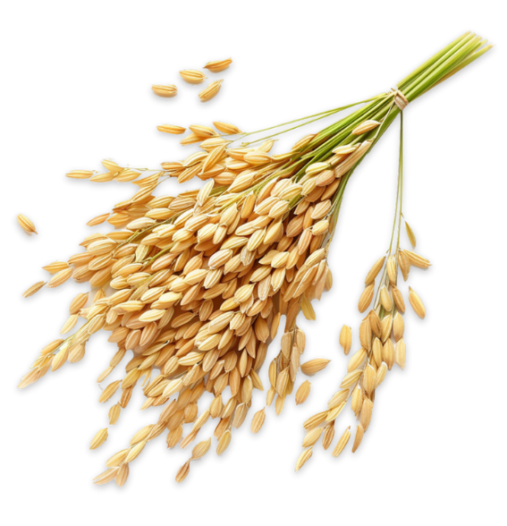 Bundle of harvested paddy rice stalks with golden grains – organic global rice variety for export