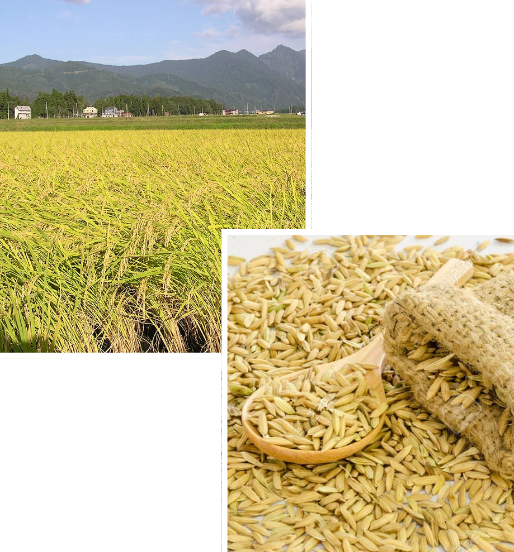 premium brown paddy rice grains in sunlight – organic, unprocessed rice ready for milling
