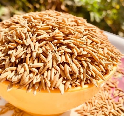 Premium quality paddy rice grains in a bowl – sun-dried organic rice harvested for export and processing