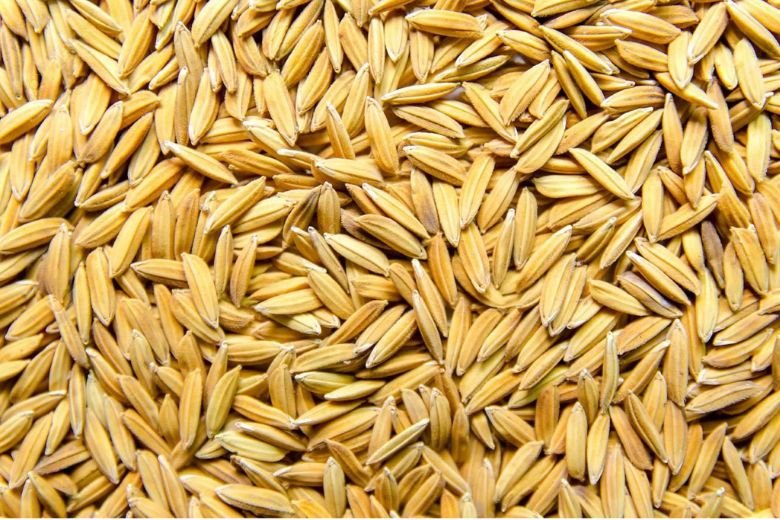 Premium-grade paddy rice grains – ideal for export and processing