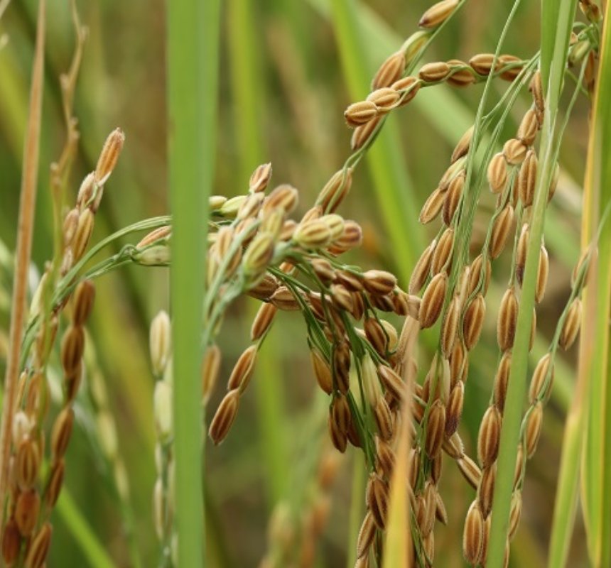 Close-up of mature paddy rice plants in a field ready for harvest